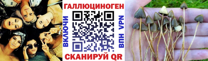 Купить где  Лаишево  Галлюциногенные грибы Cubensis 